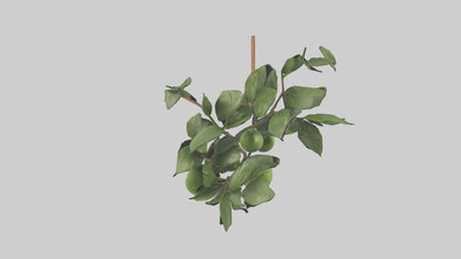 Cartoon Mistletoe model 3D model