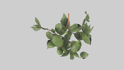 Cartoon Mistletoe model 3D model