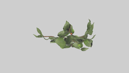 Cartoon Mistletoe model 3D model