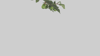 Cartoon Mistletoe model 3D model