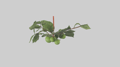 Cartoon Mistletoe model 3D model