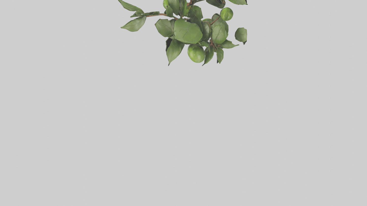 Cartoon Mistletoe model 3D model