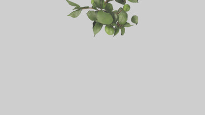 Cartoon Mistletoe model 3D model