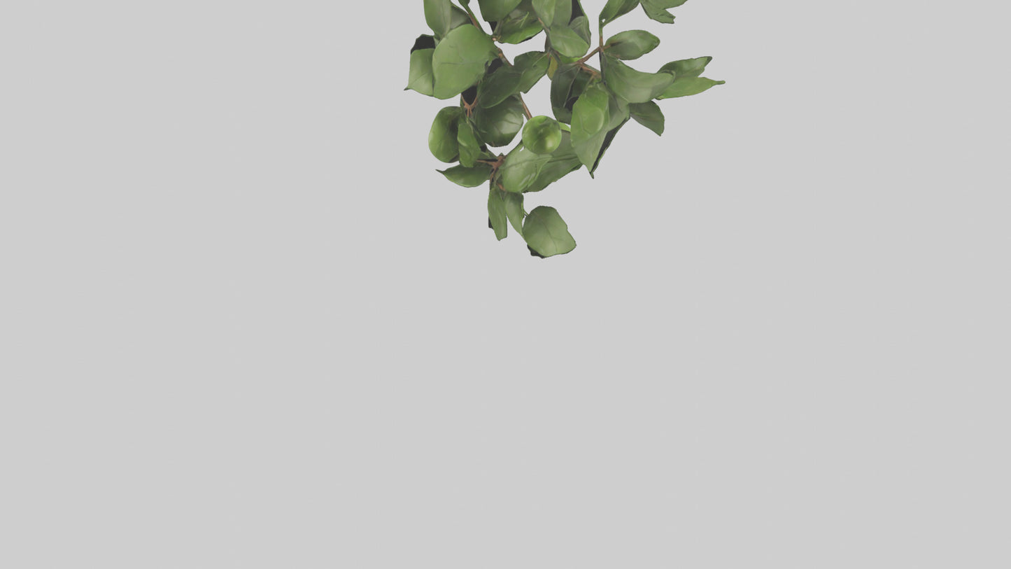 Cartoon Mistletoe model 3D model