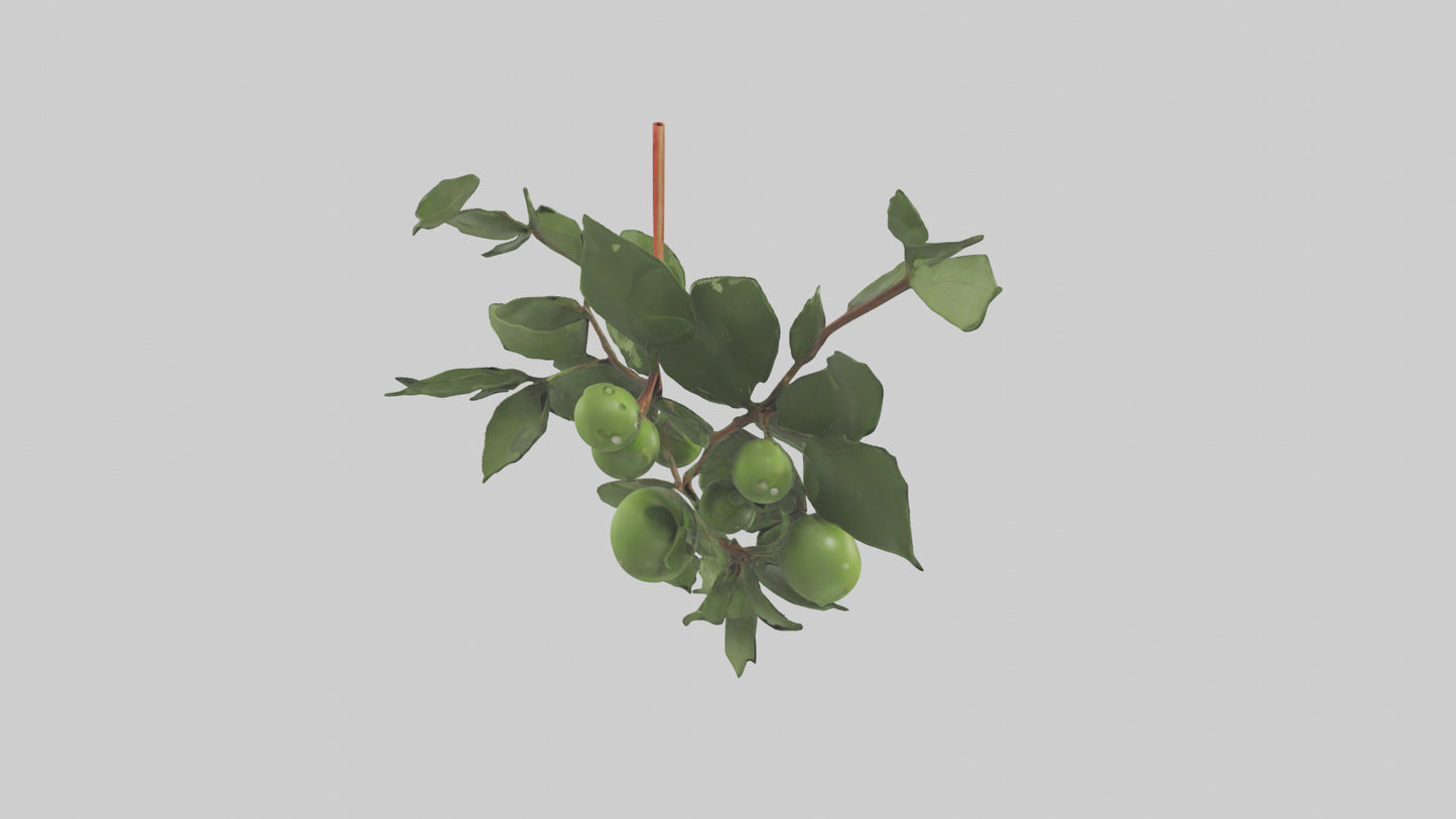 Cartoon Mistletoe model 3D model