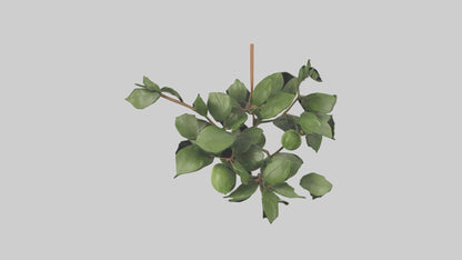 Cartoon Mistletoe model 3D model