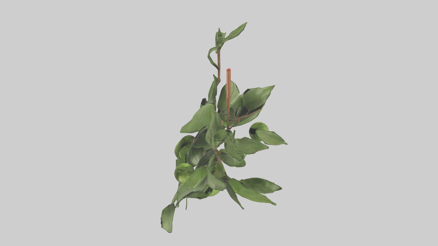Cartoon Mistletoe model 3D model