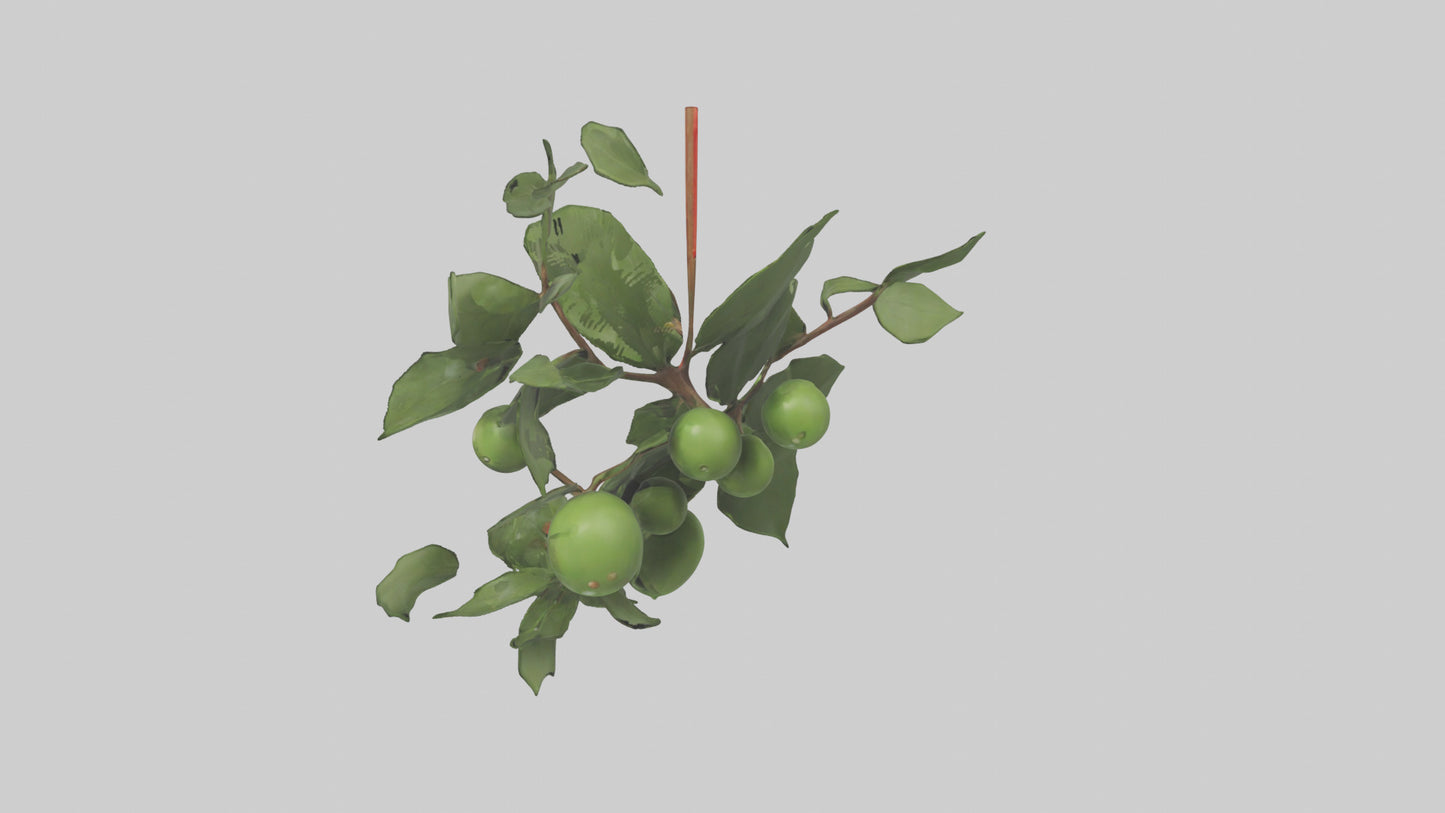 Cartoon Mistletoe model 3D model