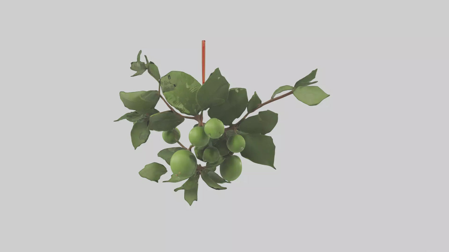 Cartoon Mistletoe model 3D model