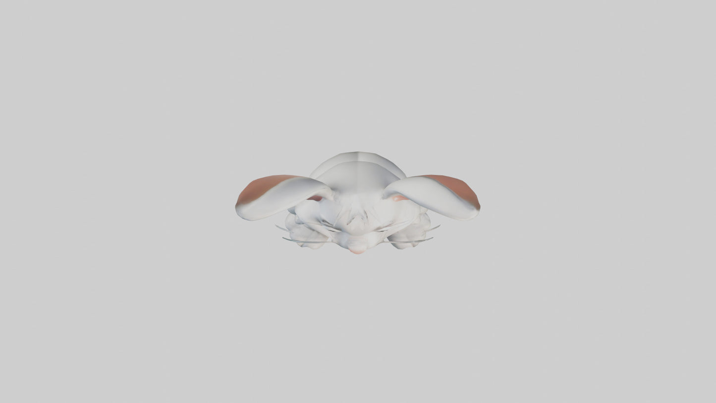 Cartoon Rabbit model 3D model