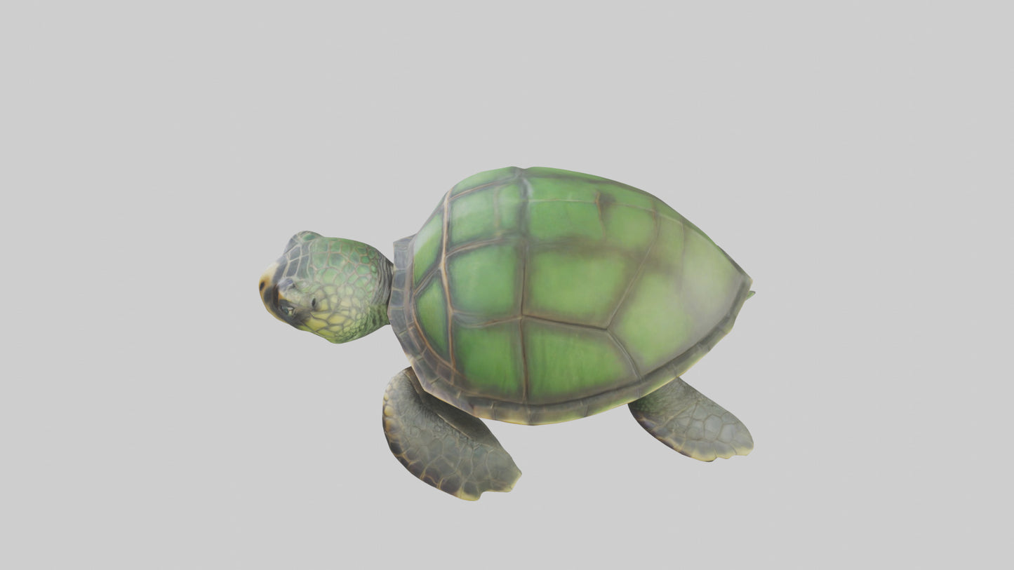 Cartoon Sea Turtle model 3D model