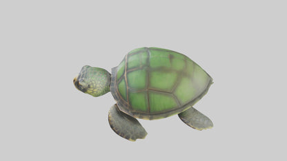 Cartoon Sea Turtle model 3D model
