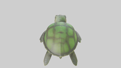 Cartoon Sea Turtle model 3D model
