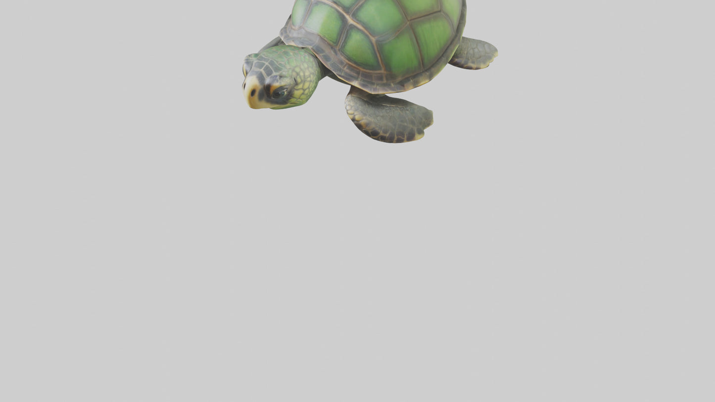 Cartoon Sea Turtle model 3D model