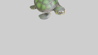 Cartoon Sea Turtle model 3D model