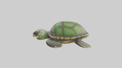 Cartoon Sea Turtle model 3D model