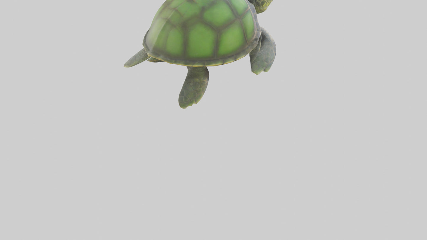 Cartoon Sea Turtle model 3D model