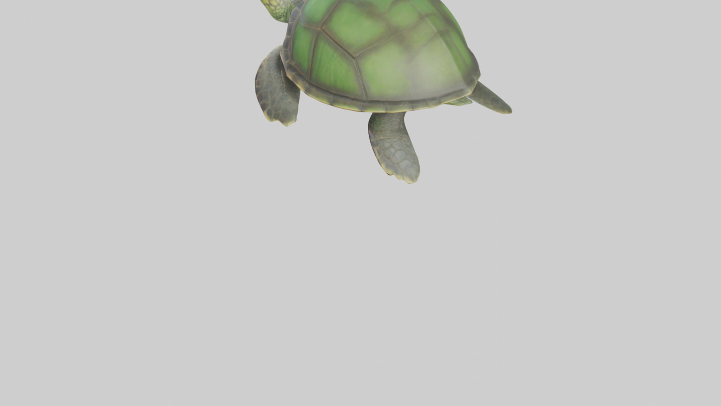 Cartoon Sea Turtle model 3D model