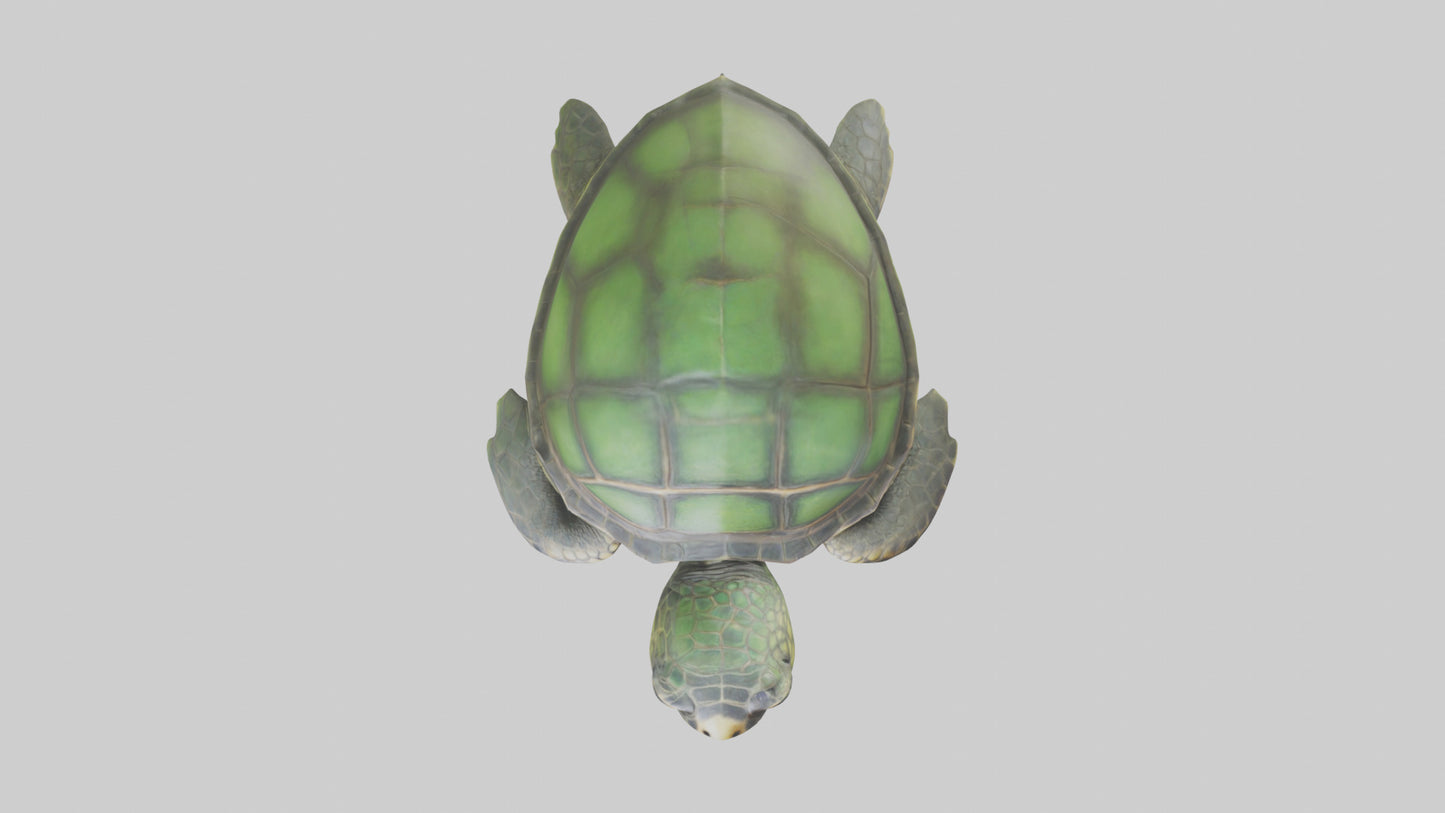 Cartoon Sea Turtle model 3D model