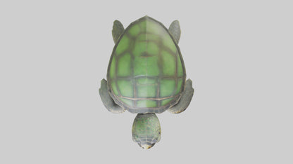 Cartoon Sea Turtle model 3D model