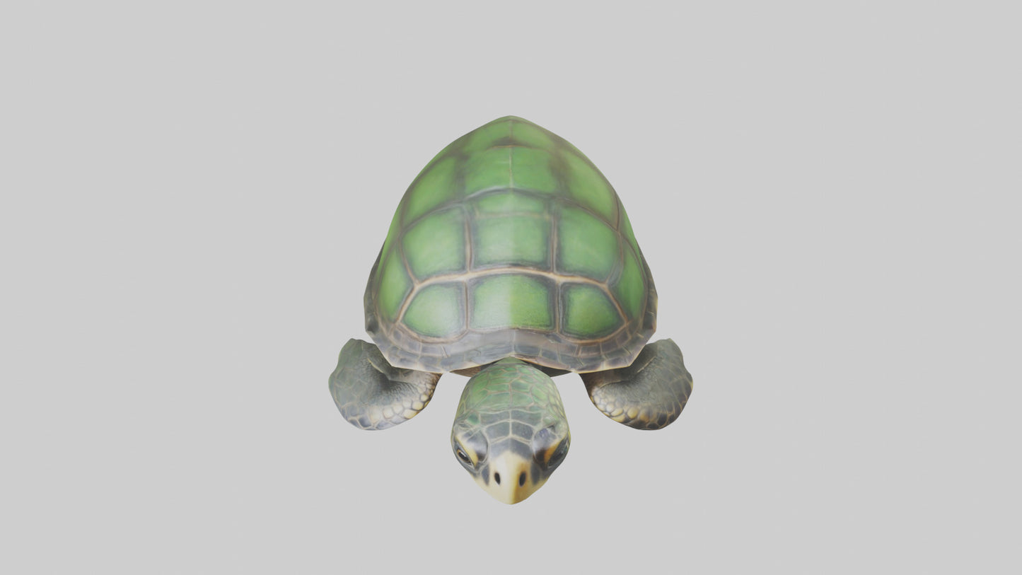 Cartoon Sea Turtle model 3D model
