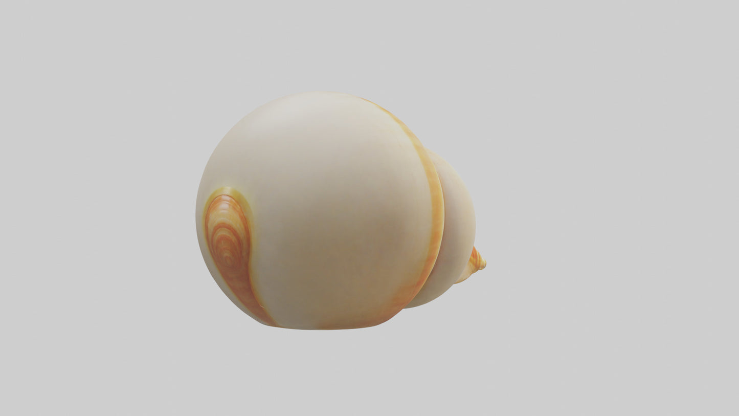 Cartoon Shell model 3D model