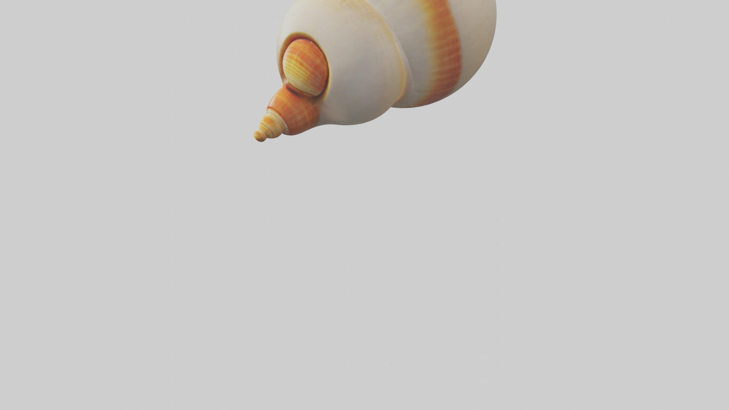 Cartoon Shell model 3D model
