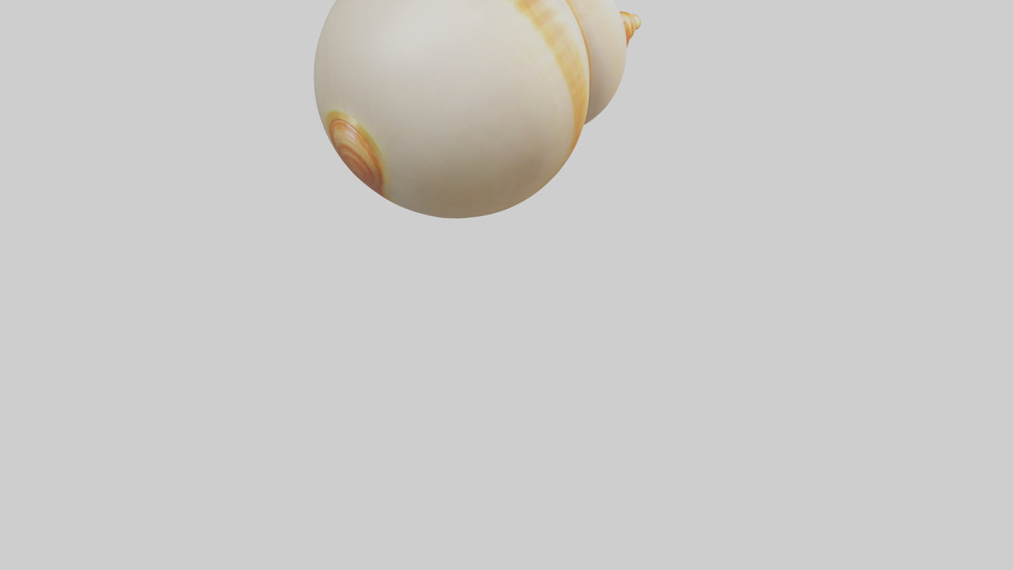 Cartoon Shell model 3D model