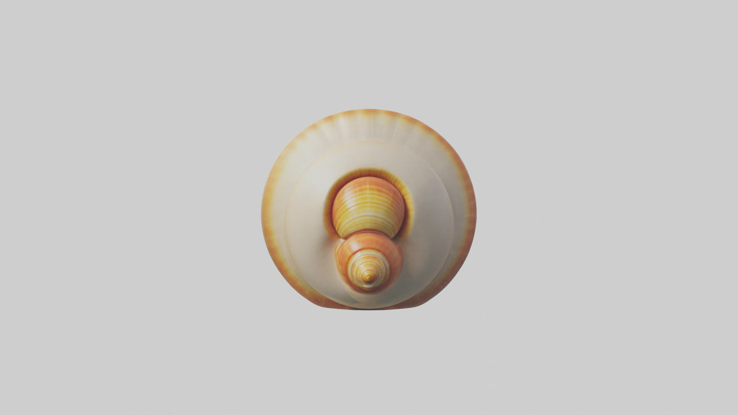 Cartoon Shell model 3D model