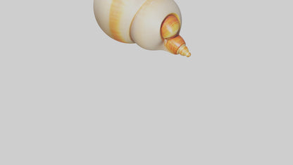 Cartoon Shell model 3D model