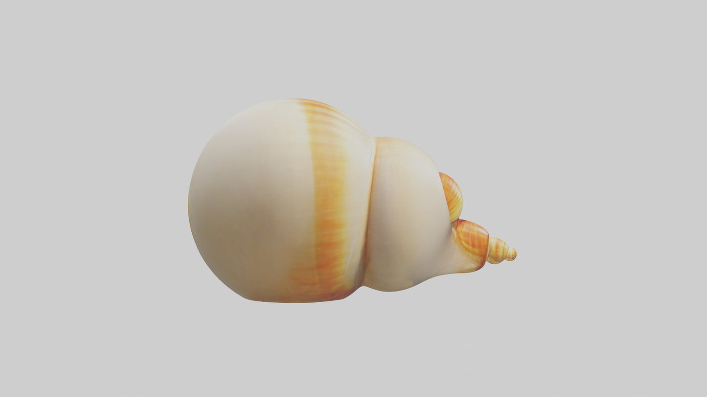 Cartoon Shell model 3D model