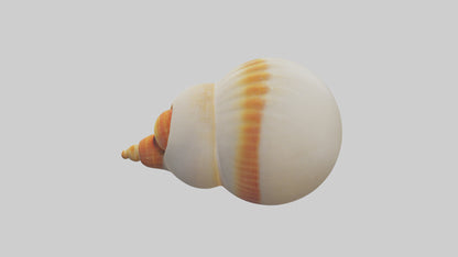 Cartoon Shell model 3D model