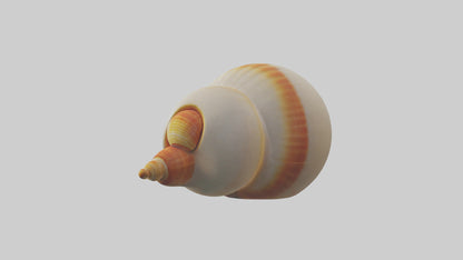 Cartoon Shell model 3D model