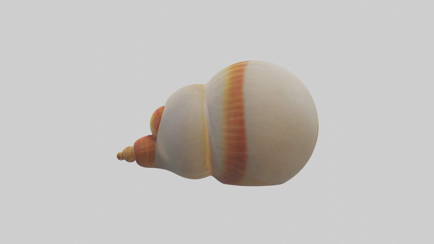 Cartoon Shell model 3D model