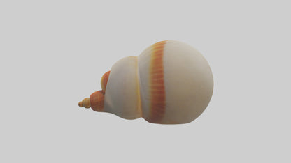 Cartoon Shell model 3D model