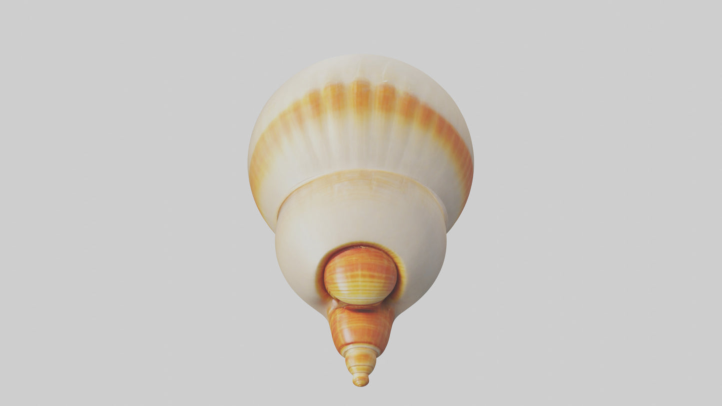 Cartoon Shell model 3D model