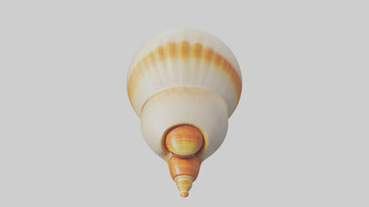 Cartoon Shell model 3D model