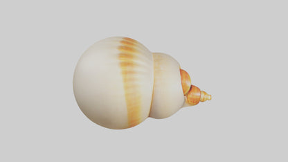 Cartoon Shell model 3D model