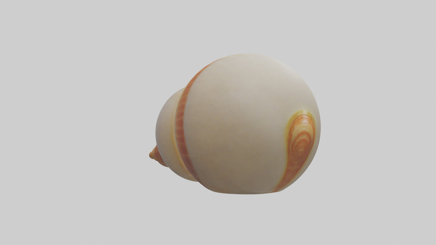 Cartoon Shell model 3D model