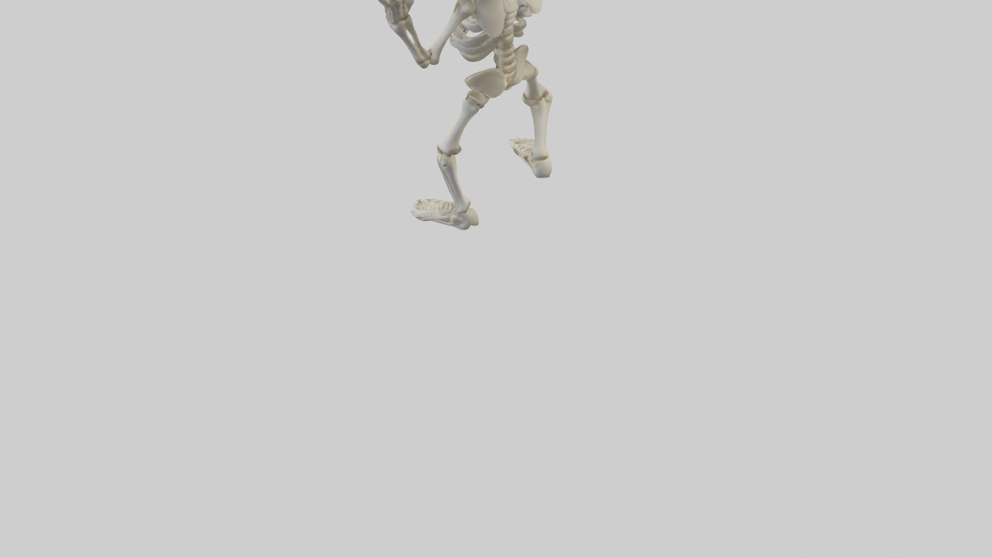 Cartoon Skeleton model 3D model