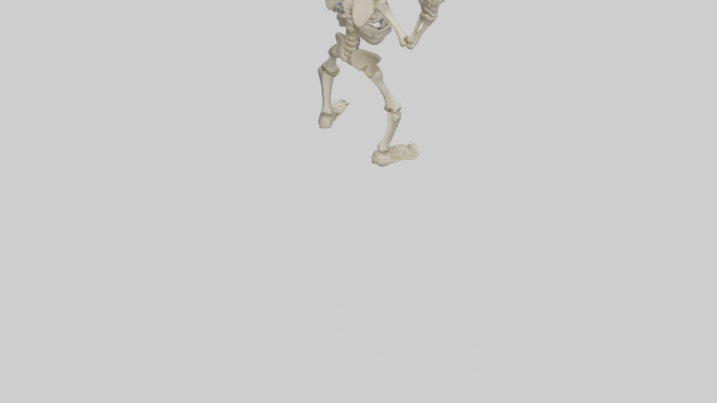 Cartoon Skeleton model 3D model