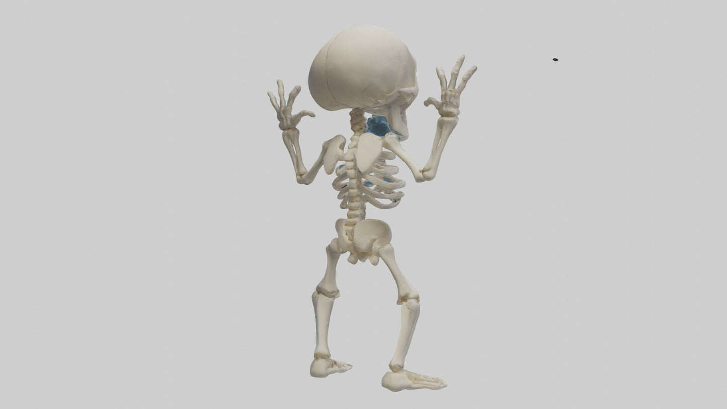 Cartoon Skeleton model 3D model