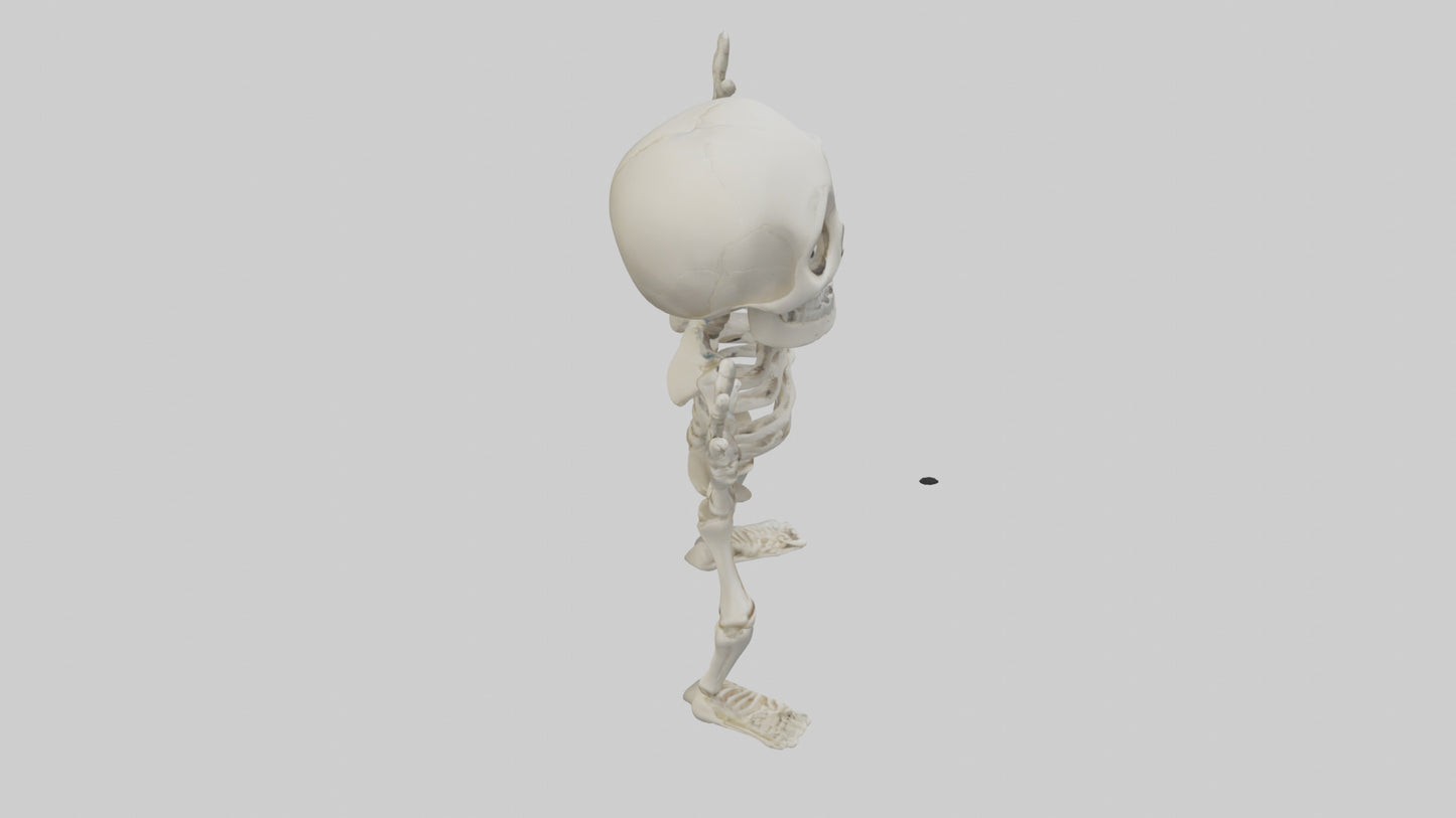Cartoon Skeleton model 3D model