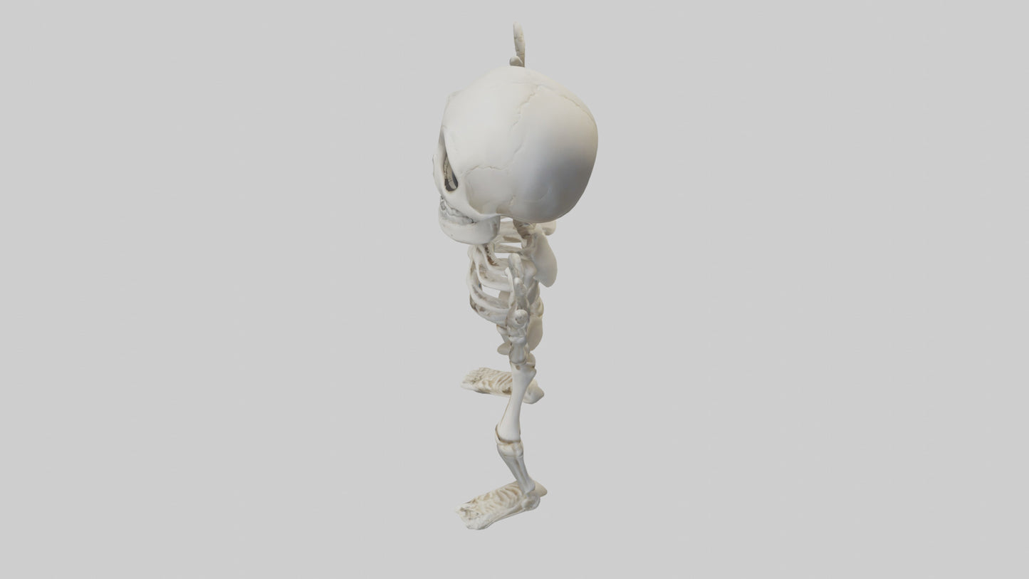 Cartoon Skeleton model 3D model