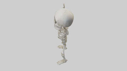 Cartoon Skeleton model 3D model