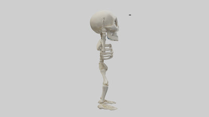 Cartoon Skeleton model 3D model