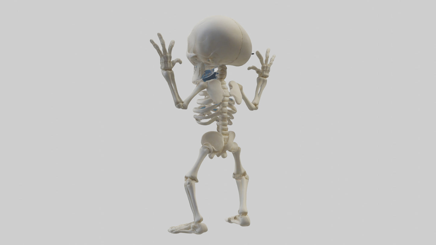 Cartoon Skeleton model 3D model