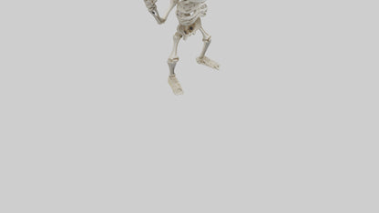 Cartoon Skeleton model 3D model