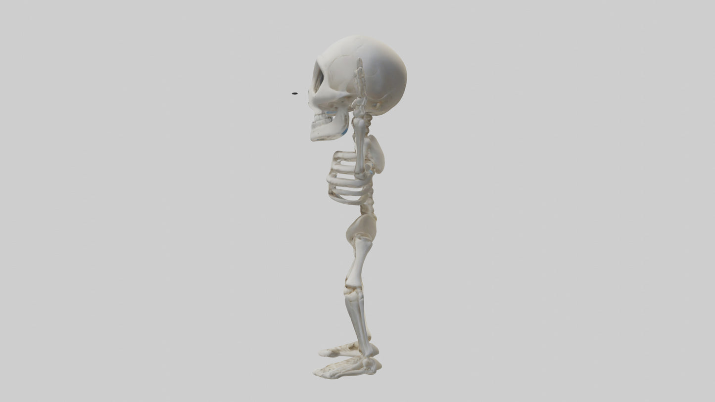 Cartoon Skeleton model 3D model