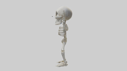 Cartoon Skeleton model 3D model